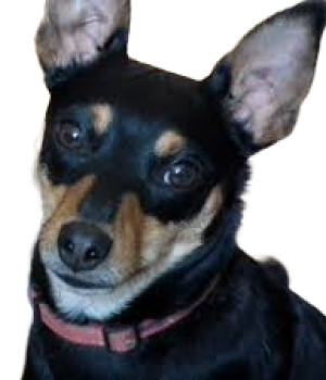 Müllerová-Pilařová Bára